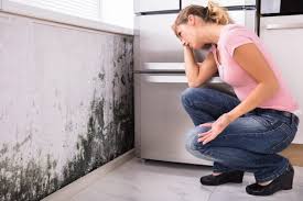 Best Environmental Consulting for Mold Prevention  in Harrah, OK